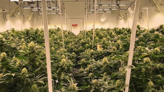 New Hampshire Senate Approves Medical Cannabis Home Cultivation Bill