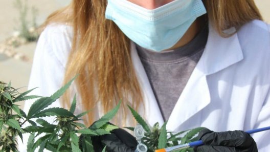 Israeli startup says it has edited cannabis plant gene to resist fungus