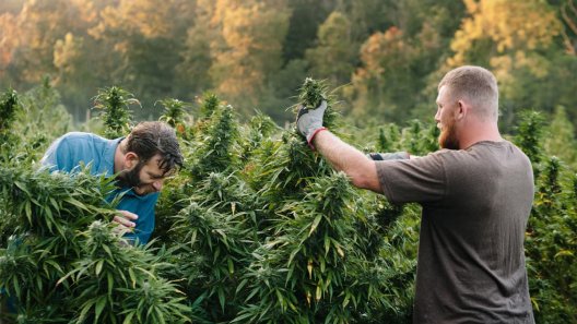 Can Farming Hemp Help Fight Climate Change?