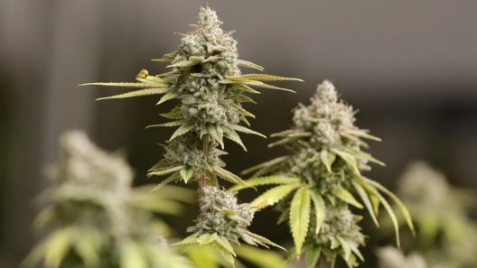 Private cannabis groups test Ohio’s medical marijuana laws