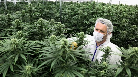 What's Impeding New Jersey's Cannabis Amendment?