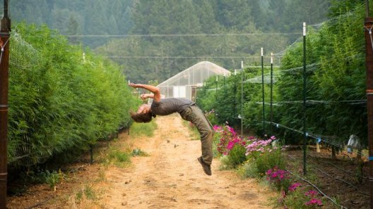 Dr. Bronner’s-backed cannabis certification comes to Oregon