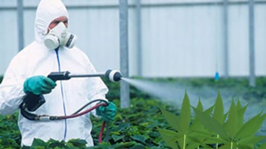 An Elusive Pathogen Is Damaging Cannabis Crops