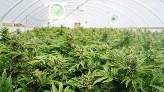 You’ll soon be able to earn a degree in cannabis from a Colorado university