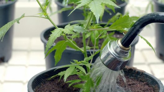 The Cannabis Water Report