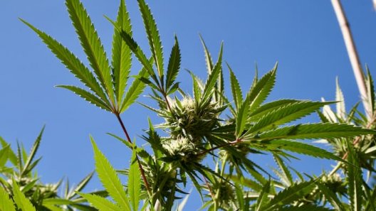 North Dakota Lawmakers Approve Marijuana Legalization Bill In Committee