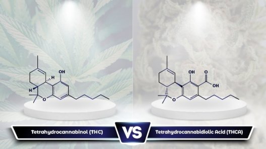 THCA Vs THC: What Are the Differences?