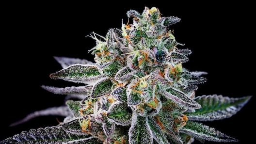 Cannabis And National Decriminalization: The Story So Far