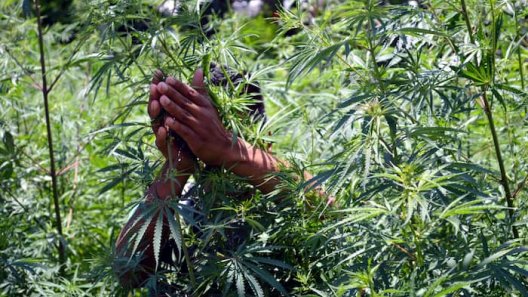 Himachal to legalize cannabis cultivation to boost economy