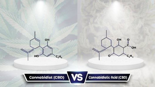 CBDA Vs CBD: What Are the Differences?