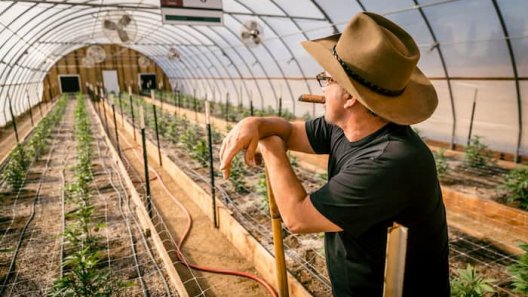 Jim Belushi is chasing the magic in cannabis