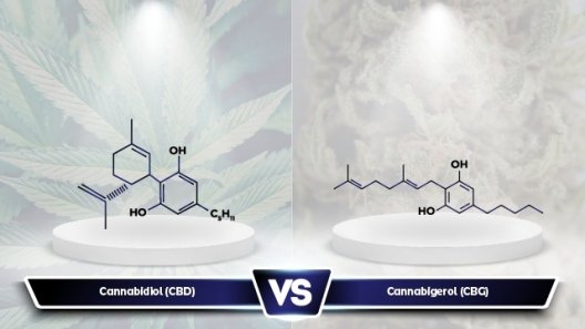 CBG vs CBD: What Are the Differences?