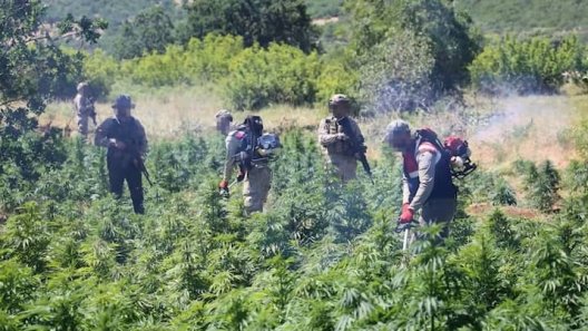 7.2 Million Cannabis Plants Seized in Turkey’s Diyarbakır