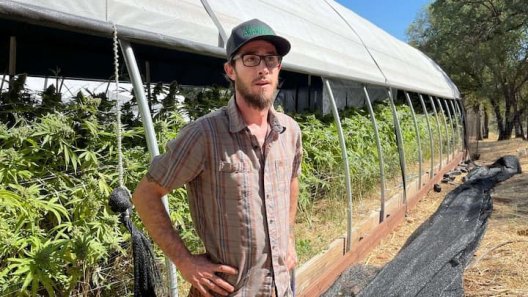 Small Plot Cannabis Growers Battle Big Bureaucracy