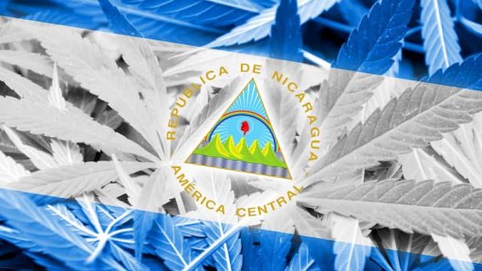 President’s Son Suggests Cannabis Legalization in Nicaragua