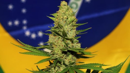 Brazil Court Approves Home Grown Cannabis For Medical Use