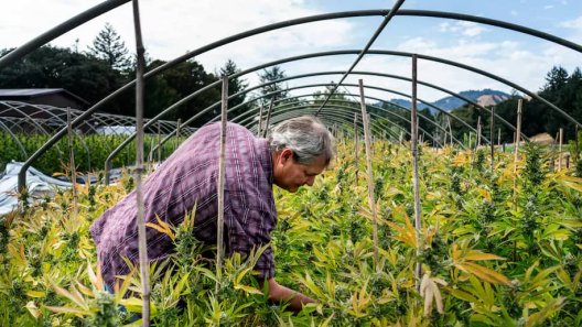 The casualties of California legalizing pot: Growers who went legal