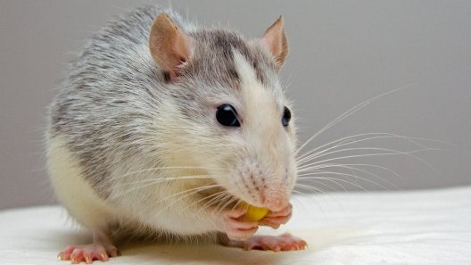 Indian police blame rats for eating 500 kilograms of stored cannabis