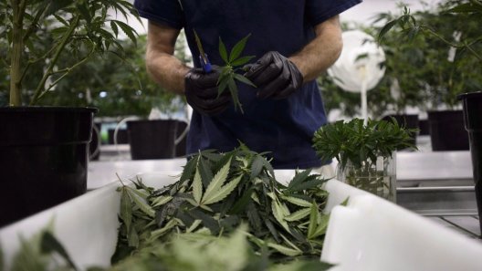 Returned product a hidden challenge for cannabis companies