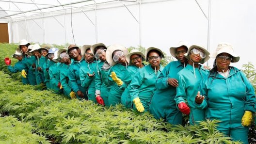 The Cannabis Boom In Lesotho: Unfulfilled Promises And Lingering Problems
