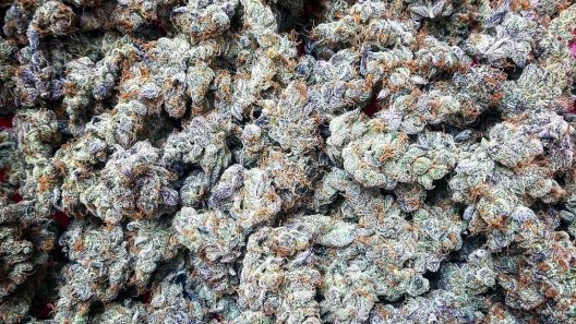 The Netherlands introduces new medical cannabis varieties for patients