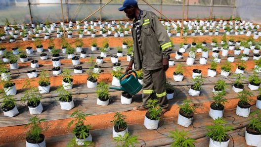 From Taboo to Thriving Business: The Rise of Cannabis Cultivation in Zimbabwe