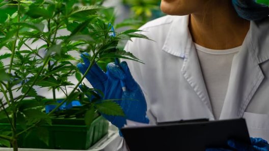 Leipzig University Researchers Unlock Efficient Synthesis of Key Cannabis Compound