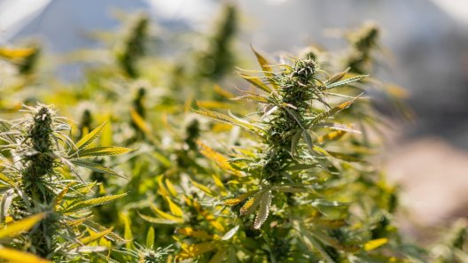 Oregon Takes Action: Landowners to Face Consequences for Illegal Cannabis Cultivation