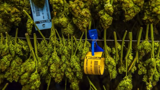 Exporting irradiated medical cannabis to Germany