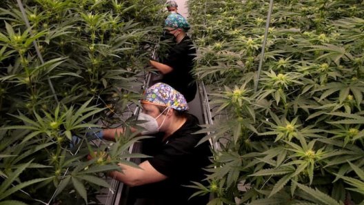 Missouri probes St. Louis cannabis grower accused of selling moldy weed