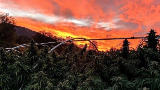 Some of the Biggest Marijuana Companies Could Burn Through Cash in Months