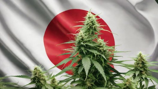 Medicinal Cannabis: The Next Frontier for Japanese Healthcare Legislation