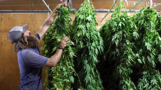 California cannabis market woes continue as new regulations get rejected