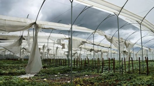 Colombia's Cannabis Industry: Sinking Under Regulatory and Political Obstacles