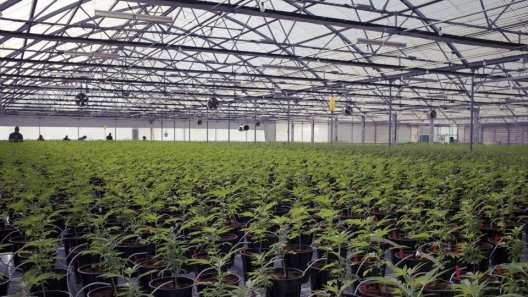 Glass House Shows Us Its New, Massive 355K Square Feet Cannabis Greenhouse