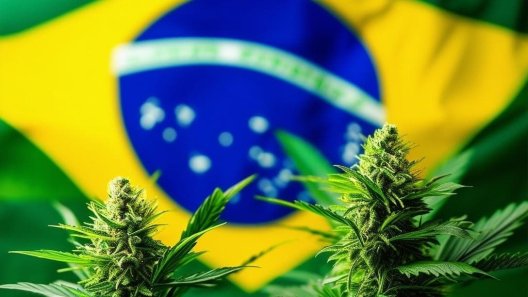 Landmark Decision: Brazil Decriminalizes Marijuana Possession