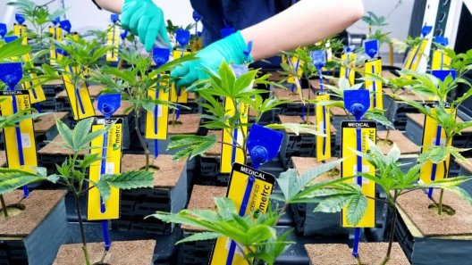 Metrc Lands $113M Deal to Continue Cannabis Tracking Services in California