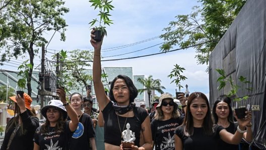 Thailand Weighs New Rules for Legal Cannabis to Prevent Policy Backtrack