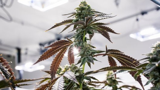 The Myth of Indica and Sativa: Why Cannabis Strain Labels May Be Misleading