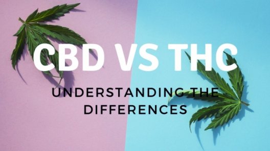 CBD vs. THC: The Differences