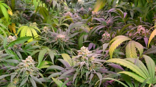 New Mexico's Medical Cannabis Bill Wins House Approval