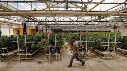 Labor unions flex their muscle in fight with California cannabis industry