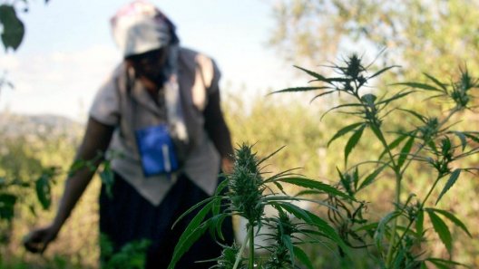 Malawi Parliament passes cannabis bill