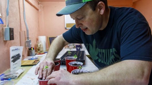 Frustrated with shortages, some Illinois patients begin growing their own at home
