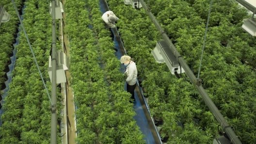 Cannabis company cuts 500 jobs in B.C. with closure of 2 greenhouses
