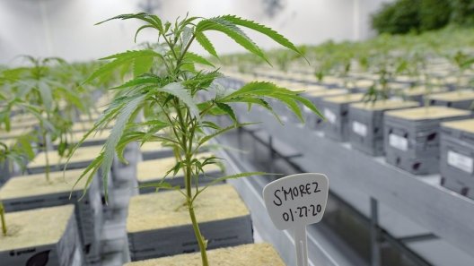 Utah’s cannabis czar is leaving his job