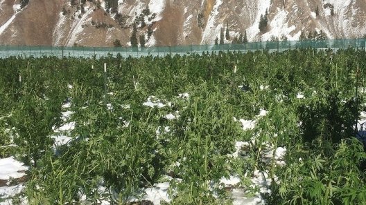 Marijuana Farmers Want More Protection From Weather Damage