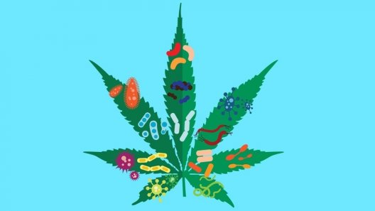 Is the Coronavirus Impacting US Cannabis Sales?