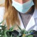 Israeli startup says it has edited cannabis plant gene to resist fungus width=