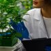 Leipzig University Researchers Unlock Efficient Synthesis of Key Cannabis Compound width=
